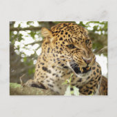 LeopardCheetaro010 Briefkaart (Voorkant)