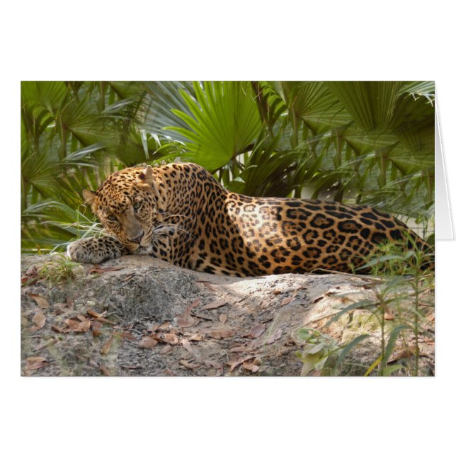LeopardCheetaro017 (Voorkant Horizontaal)