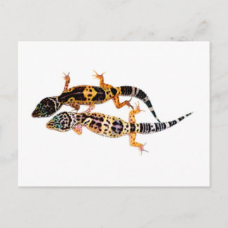 Leopardgecko Pärchen Briefkaart