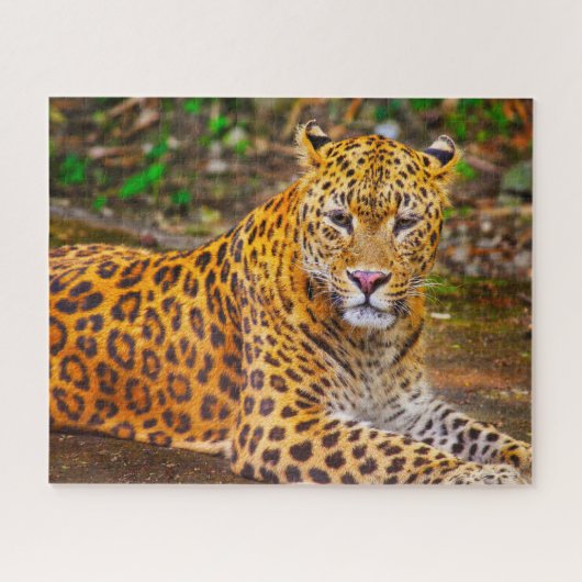 Leopards Big Cats. Legpuzzel (Horizontaal)