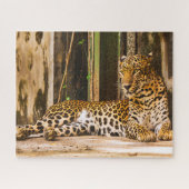 Leopards Big Cats. Legpuzzel (Horizontaal)