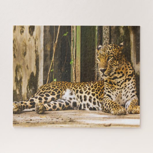 Leopards Big Cats. Legpuzzel (Horizontaal)