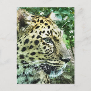 LEOPARDS BRIEFKAART