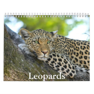 Leopards Calendar Kalender