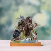 L'Epagneul Boykin (Neutre)