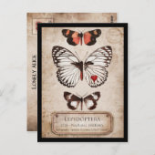 Lepidoptera Briefkaart (Voorkant / Achterkant)