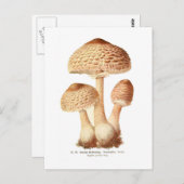 Lepiota procera briefkaart (Voorkant / Achterkant)