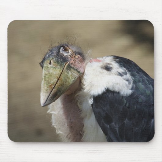 Leptoptilos crumeniferus muismat (Voorkant)