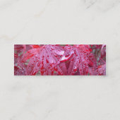 L'érable japonais rouge part du carte de visite de (Dos)