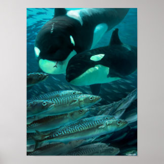 Leren om op makreel te jagen poster