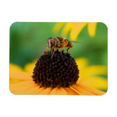 Les abeilles de l'été - Daisy Magnet (Horizontal)