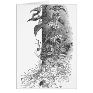 Les abeilles fréquentent la menthe fleurissante
