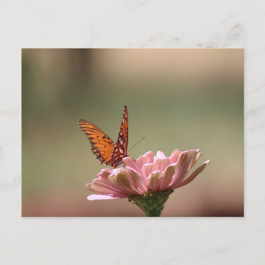 Les ailes — Carte postale Papillon (Devant)