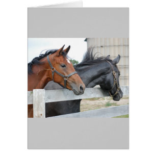 Les amateurs de chevaux