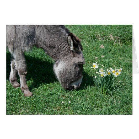 Les ânes ne mangent pas de jonquilles sauvages (Devant Horizontal)