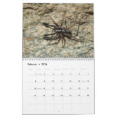 Les araignées sont extraordinaires ! Calendrier (Feb 2026)