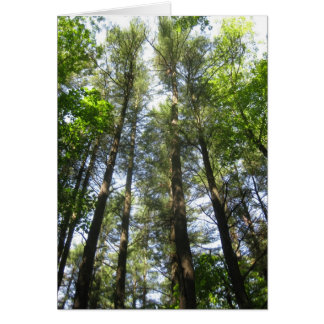 Les arbres atteignent le ciel