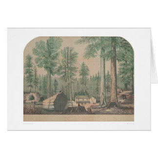 Les arbres gigantesques de la Californie (1191)