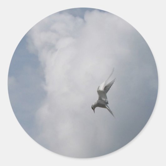 Les autocollants Tern in the Sky (Devant)