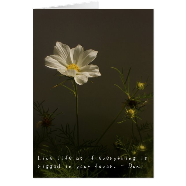 Les aventures extraordinaires d'Amelia (Devant)