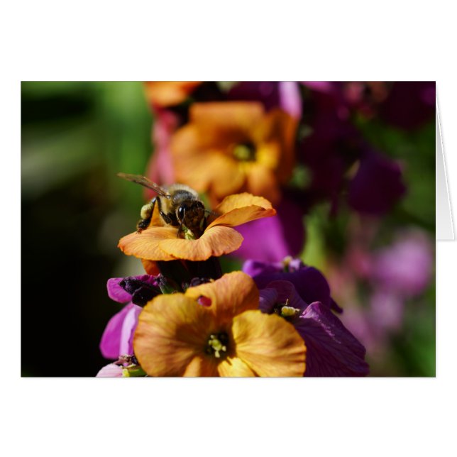 Les Bee-gins du printemps ! (Devant horizontal)