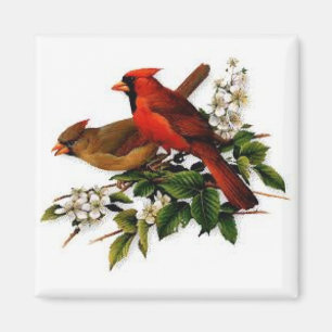 Les cardinaux sur un aimant carré