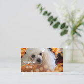 Les Cartes de visite de la Toy Poodle (Debout devant)