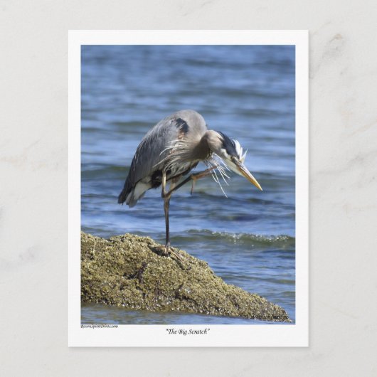 Les cartes postales "The Big Scratch" (Devant)