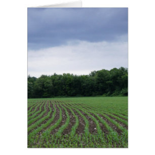 "Les champs de Cornfields sous les nuages"