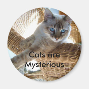 Les chats sont aimant mystérieux