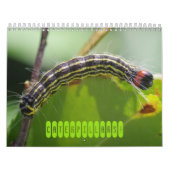 Les chenilles ! Calendrier (Protection)