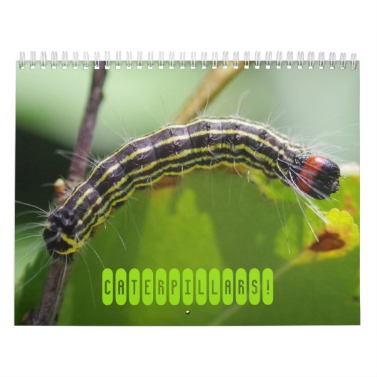 Les chenilles ! Calendrier (Protection)