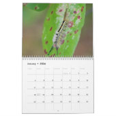 Les chenilles ! Calendrier (Jan 2026)