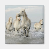Les Chevaux blancs se baladent sur Beach Magnet (Devant)