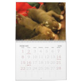 Les chiots de Pitbull grandissent le calendrier (Feb 2026)