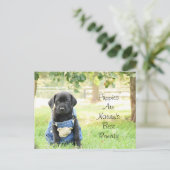 Les chiots sur carte postale sont le meilleur remè (Debout devant)