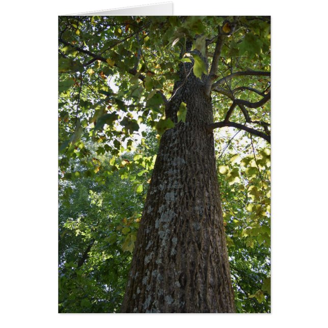 Les choses sont en train de se lever ! (Devant)