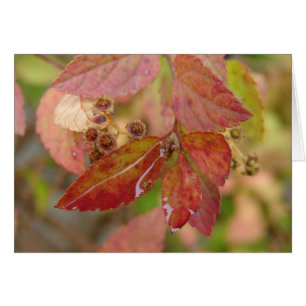 Les chutes de pluie sur les feuilles d'automne