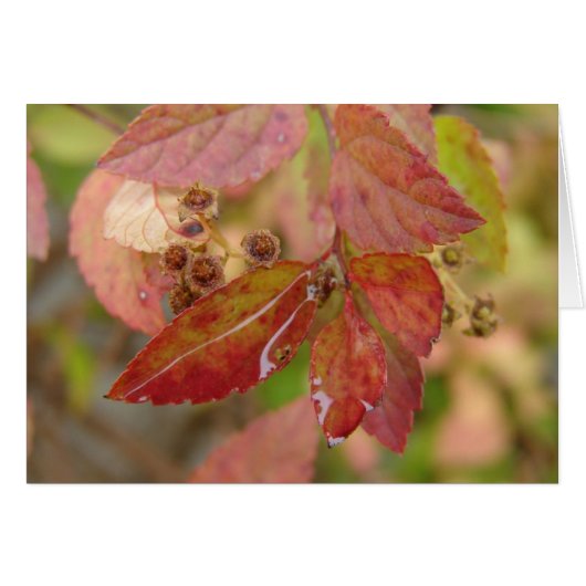 Les chutes de pluie sur les feuilles d'automne (Devant horizontal)