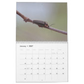 Les coléoptères ! Calendrier (Jan 2027)