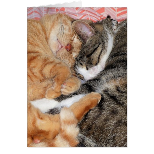 Les copains (Devant)