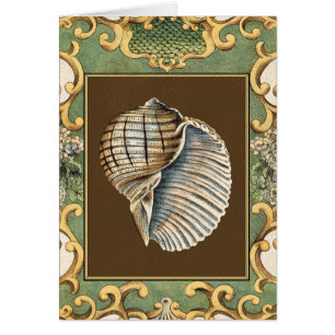 Les coquilles de la petite sirène