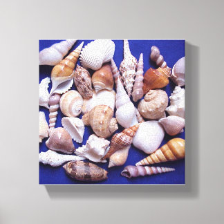 Les Coquilles De Mer Toile Enveloppée Art