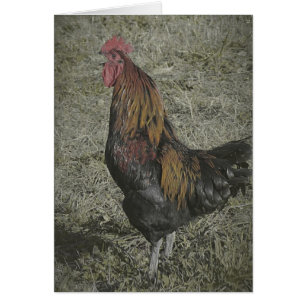 Les Corneilles De Coq