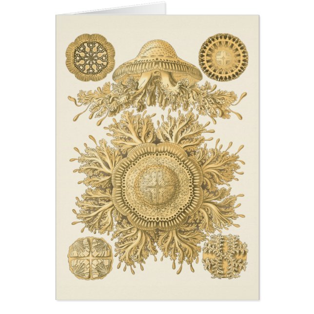 Les créatures de la mer d'or (Devant)