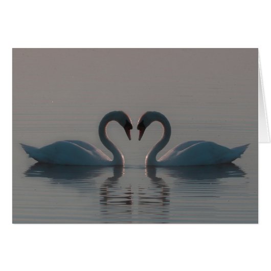 Les Cygnes Bleus Doivent Être Aimés Vierges À L'In (Devant horizontal)