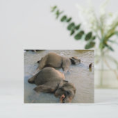 Les éléphants à la carte postale Waterhole (Debout devant)