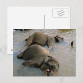 Les éléphants à la carte postale Waterhole (Devant / Derrière)