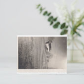 Les entreprises sur Pine Street Carte postale (Debout devant)