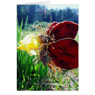 Les fées dans les jonquilles